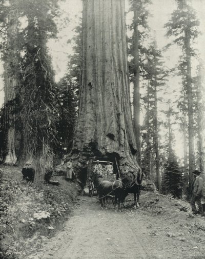 "Wawona" Großer Baum, Mariposa Grove, Kalifornien von English Photographer