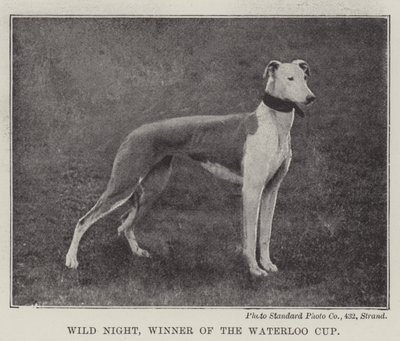 Wilde Nacht, Gewinner des Waterloo Cups von English Photographer