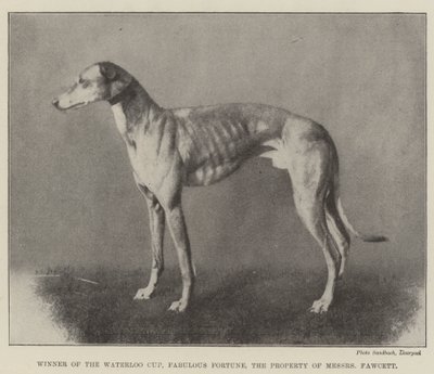 Gewinner des Waterloo Cups, Fabulous Fortune, im Besitz von Messers Fawcett von English Photographer