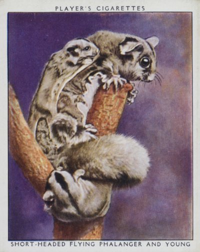 Zoo-Babys: Kurzschwänziger Flugbeutler und Junges von English Photographer