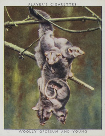 Zoo-Babys: Wollbeutelratte und Junges von English Photographer