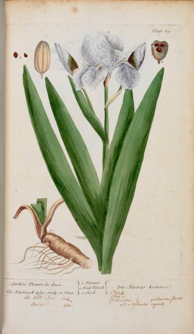 (Garten) Schwertlilie. Eine Iris, aus 
