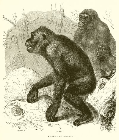 Eine Familie von Gorillas von English School