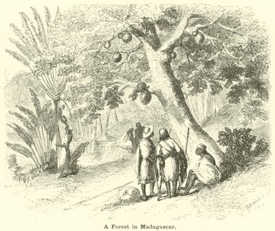 Ein Wald in Madagaskar von English School