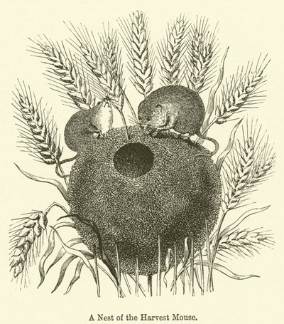 Ein Nest der Erntemaus (Gravur) von English School