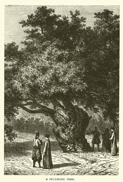 Ein Maulbeerfeigenbaum von English School
