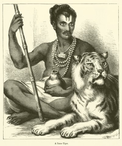 Ein zahmer Tiger von English School