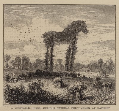 Ein Gemüse-Pferd, kurioses Naturphänomen in Datchet (Gravur) von English School