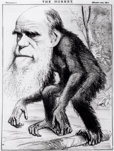 Ein ehrwürdiger Orang-Utan, aus 