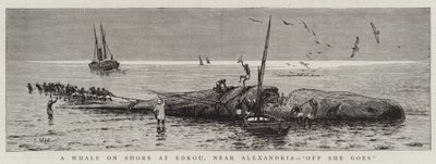 Ein Wal an Land bei Edkou, nahe Alexandria, "Los geht