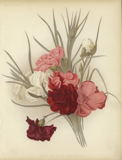 Eine Gruppe von Nelken von English School