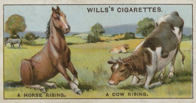 Ein Pferd steht auf und eine Kuh steht auf von English School