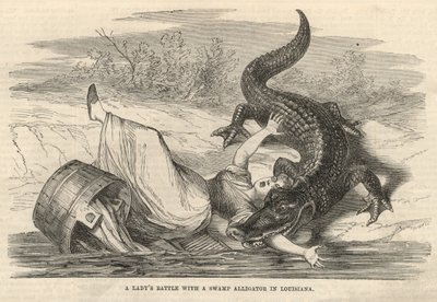Der Kampf einer Dame mit einem Sumpfalligator in Louisiana von English School