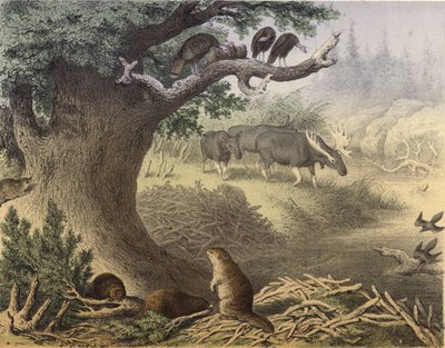 Eine Szene in Nordkanada, der Waschbär, der Biber, wilde Truthähne, der Elch, die Wandertaube von English School