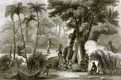 Eine Szene im brasilianischen Wald von English School