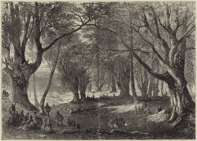 Ein Blick in den Epping Forest von English School