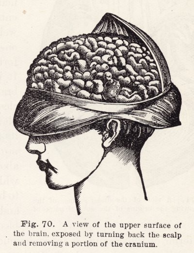 Ansicht der oberen Oberfläche des Gehirns, freigelegt durch Zurückziehen der Kopfhaut und Entfernen eines Teils des Schädels (Stich) von English School