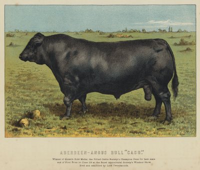 Aberdeen-Angus-Bulle "Cash" von English School