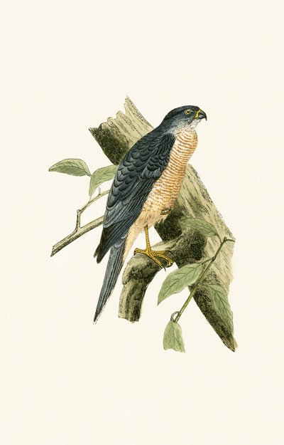 Accipiter Sphenurus, Illustration aus 