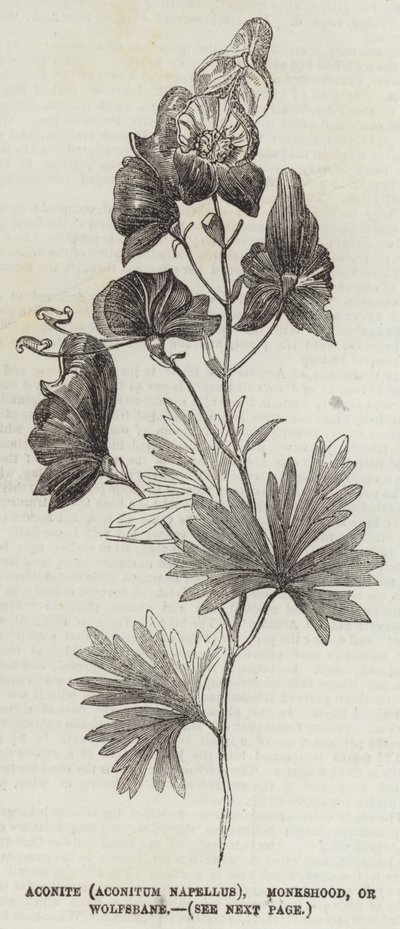 Eisenhut (Aconitum Napellus), Mönchskappe oder Wolfswurz (Gravur) von English School