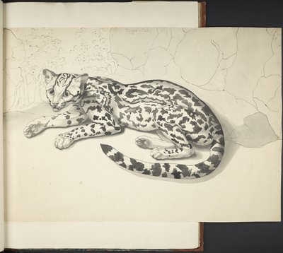 Tigerkatze, aus 