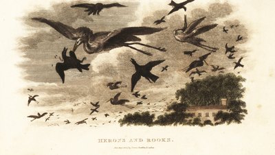 Luftkampf zwischen Reihern und Saatkrähen um Nistplätze in der Nähe von Daniel Wilsons Haus Dallam Tower, Westmorland von English School