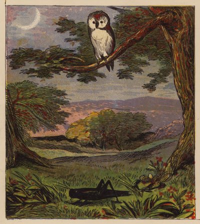 Äsops Fabeln: Die Eule und die Heuschrecke von English School