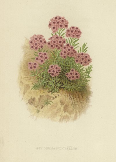 Aethionema pulchellum von English School