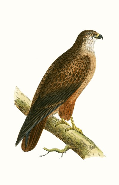 Afrikanischer Bussard, Illustration aus 