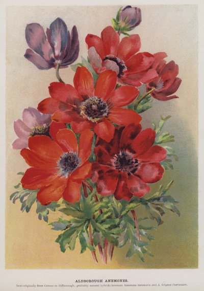 Aldborough-Anemonen von English School