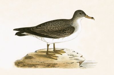 Algerische Grauschwinge, Illustration aus 