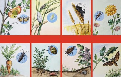 Alle Arten von Insektenschädlingen von English School