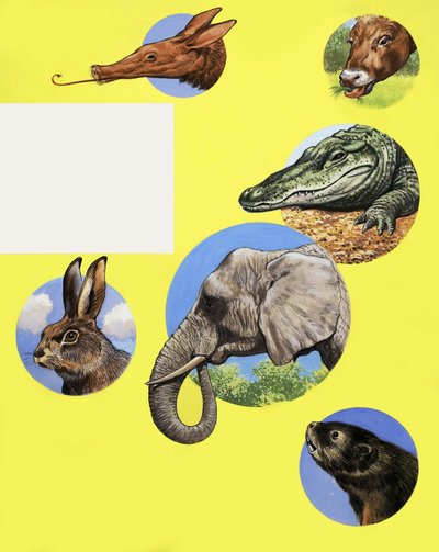 Alle Arten von Maulkörben und Schnauzen von English School