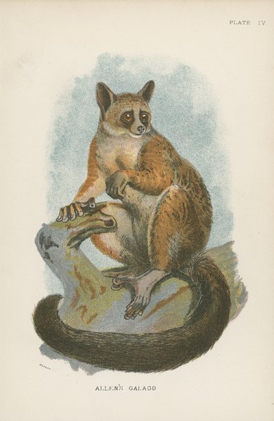 Allen-Galago von English School