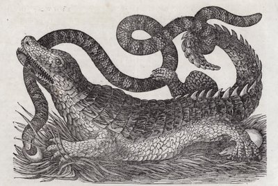 Alligator von English School
