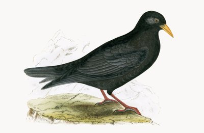 Alpendohle, Illustration aus 