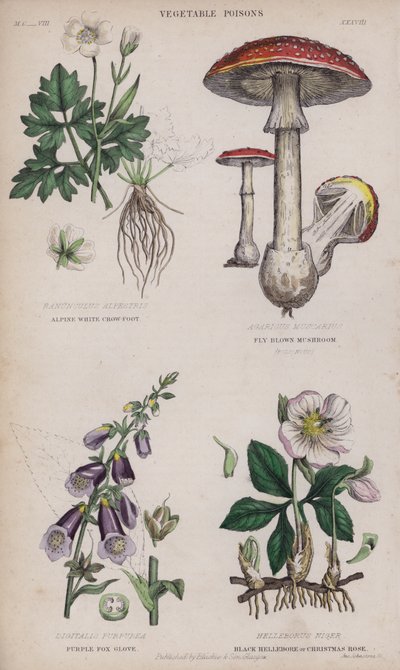 Alpenweißer Hahnenfuß; Fliegenbrauner Pilz; Purpurroter Fingerhut; Schwarze Nieswurz oder Christrose von English School