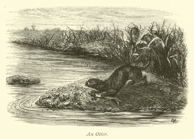 Ein Otter von English School
