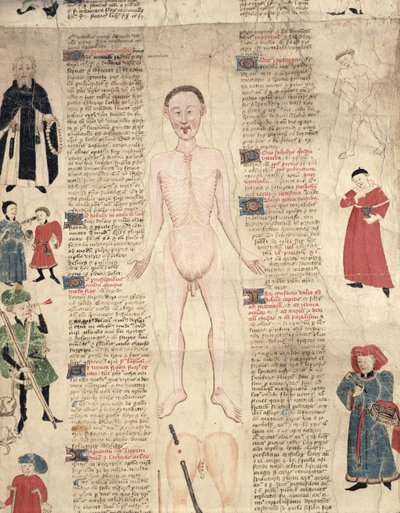 Anatomisches Diagramm, aus De arte phisicali e de cirugia von John Ardene, 1412 von English School