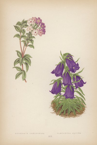 Androsace Lanuginosa; Campanula Alpina von English School