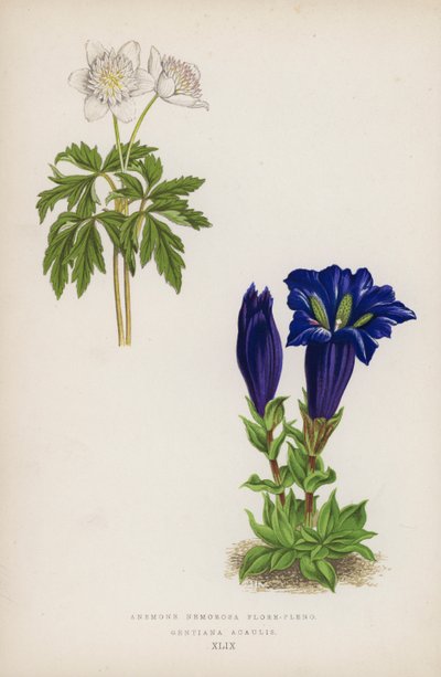 Anemone Nemorosa Flore-pleno; Gentiana Acaulis von English School