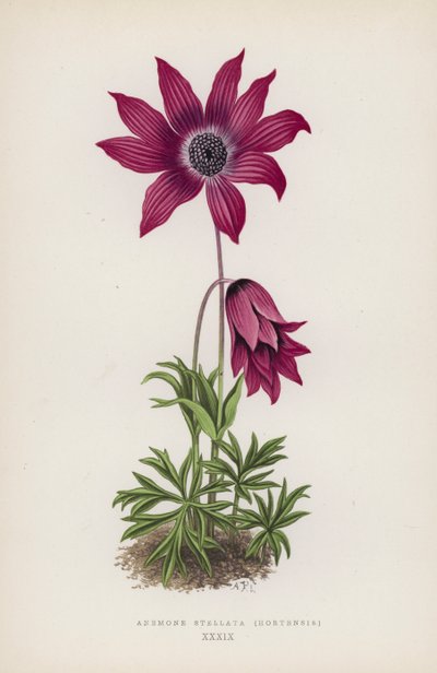 Anemone Stellata, Hortensis von English School