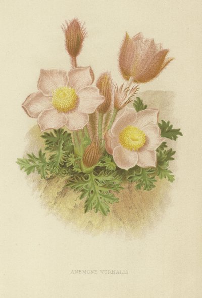 Frühlings-Anemone von English School