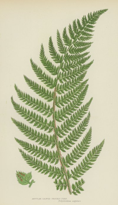Winkelblättriger Stachelfarn (Farblithografie) von English School