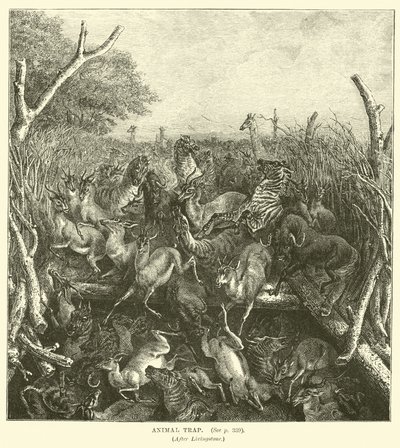 Tierfalle, nach Livingstone von English School