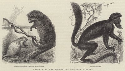 Tiere in den Gärten der Zoologischen Gesellschaft (Gravur) von English School