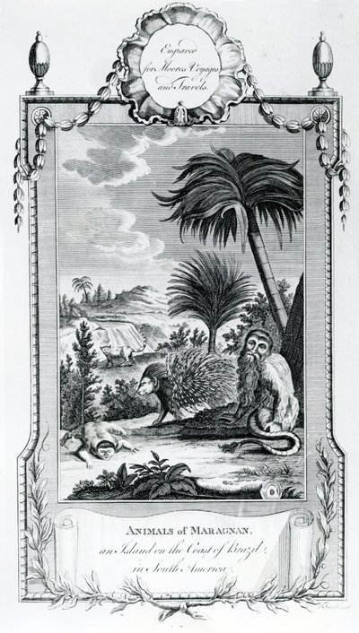 Tiere von Maragnan, Illustration aus Moores Reisen und Reisen, 1778 von English School