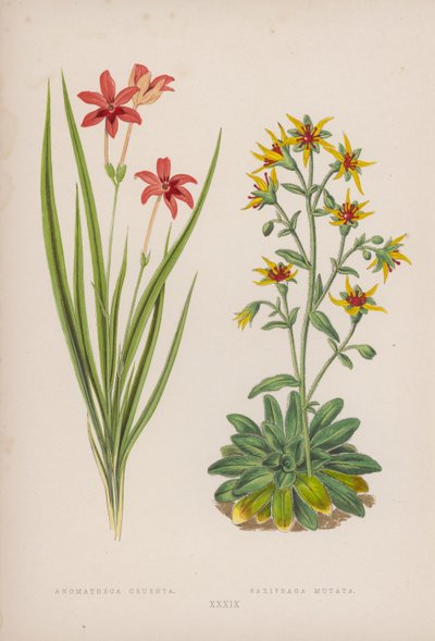 Anomatheca Cruenta; Saxifraga Mutata von English School
