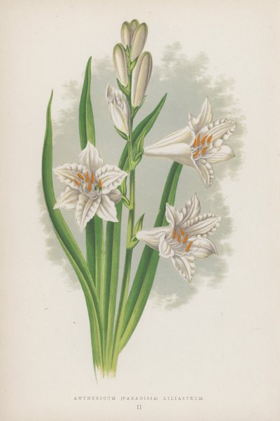 Anthericum, Paradisia Liliastrum von English School