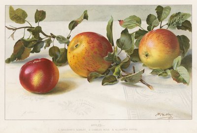 Äpfel von English School
